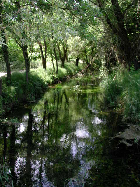 Risorgive al bosco di Dueville