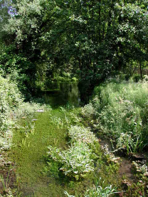 Risorgive al bosco di Dueville